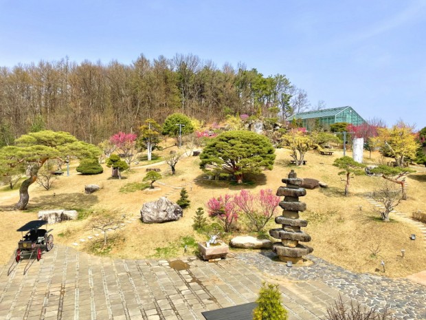 매화 홍매 홍매화 풍경 산수유 나무 참나무 주목나무 공…